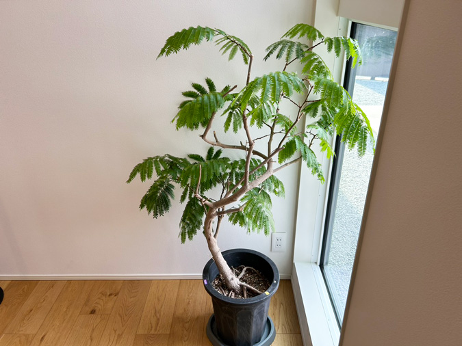 オフィスの植物たち