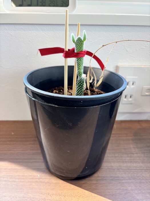 現場とサボテンと